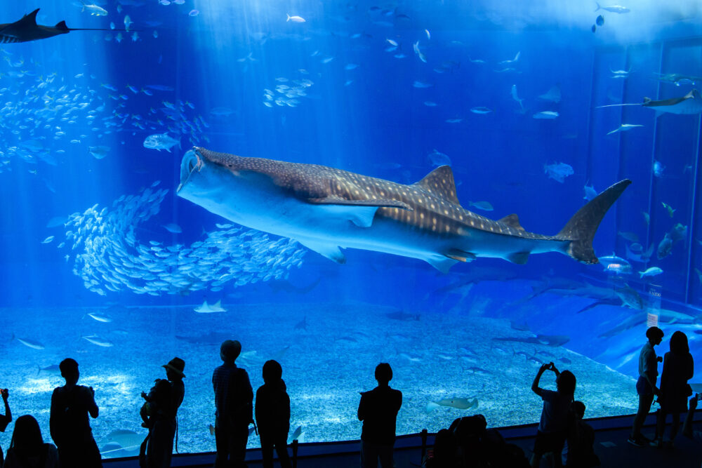 Okinawa Churaumi Aquarium
