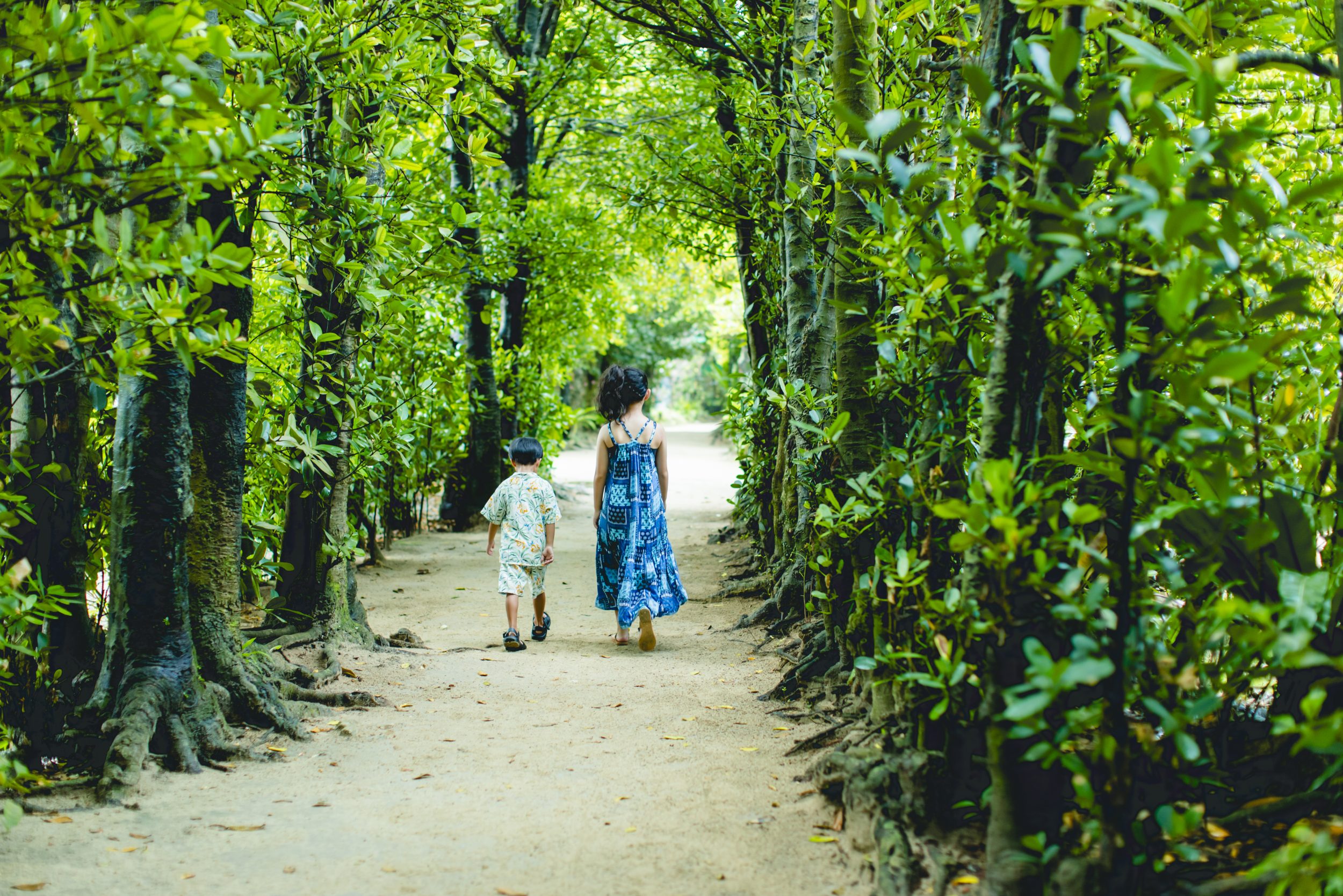 Grand Mercure Okinawa Cape Zanpa Resort A row of Fukugi trees