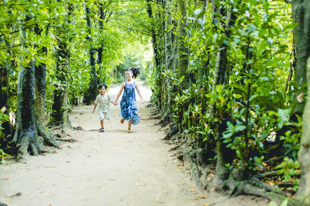 A row of Fukugi trees in Bise