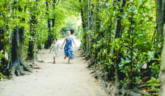 A row of Fukugi trees in Bise