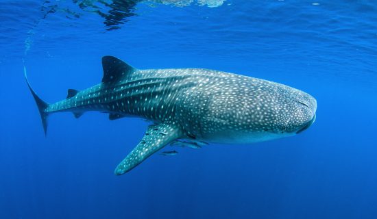 Whale shark glass boat