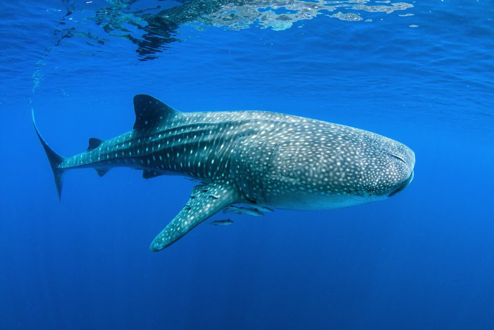 Whale shark glass boat