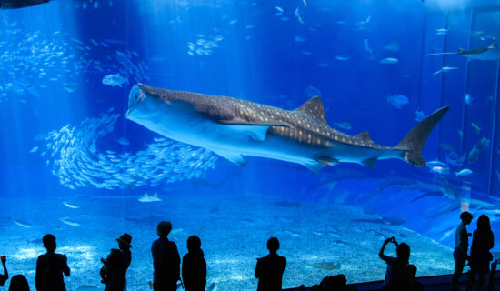 沖繩美裡海水族館