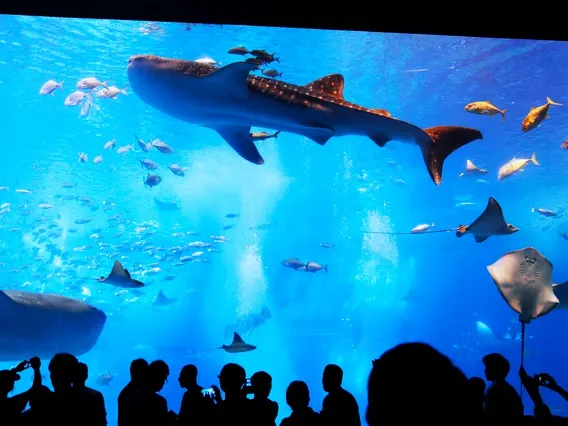 美之海水族館觀光巴士之旅